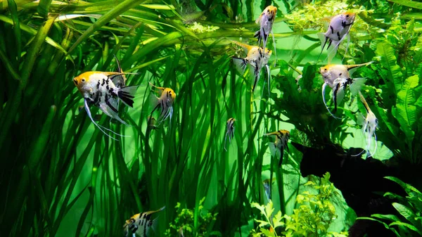 Акваріумна Риба Серед Зелені — стокове фото