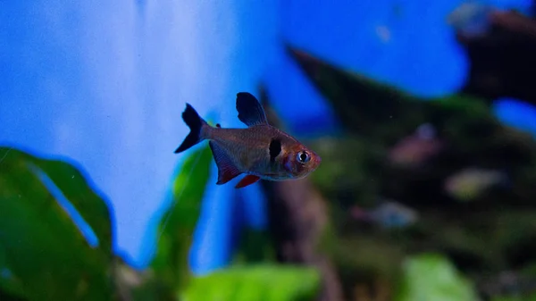 Крихітна Риба Акваріумі — стокове фото