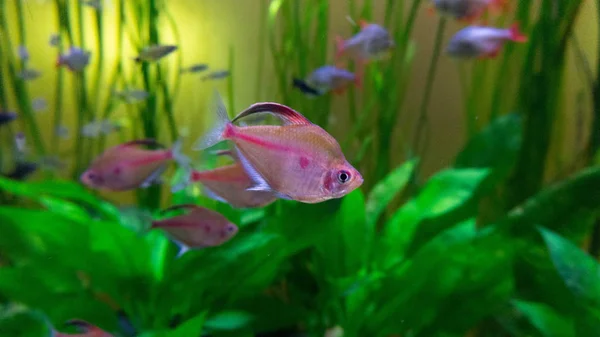 Красива Маленька Рожева Риба Акваріумі — стокове фото