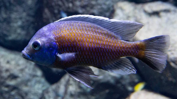 Красива Блакитна Жовта Риба Акваріумі — стокове фото