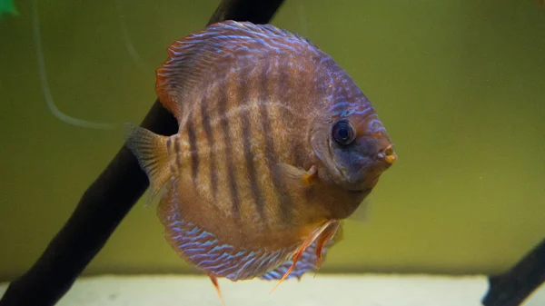Красива Перлинна Риба Акваріумі — стокове фото