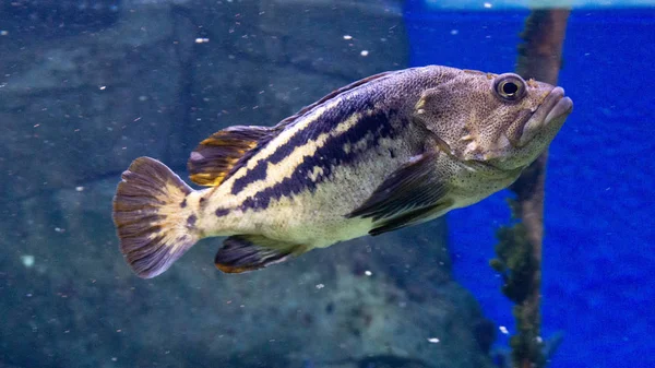 Серйозна Риба Акваріумі — стокове фото