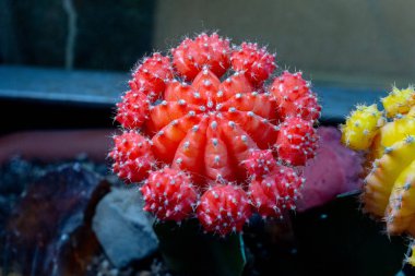 egzotik ilginç kaktüs yakın