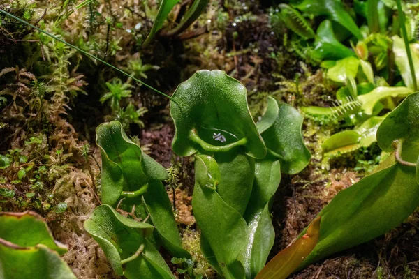 Exotische Aktuelle Blumen Und Pflanzen Aus Nächster Nähe — Stockfoto