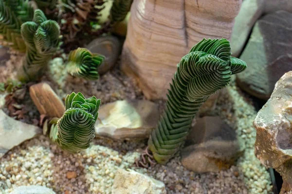 Esotico Cactus Interessante Vicino — Foto Stock