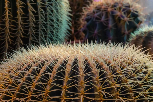 Cactus Exóticos Interesantes Cerca — Foto de Stock