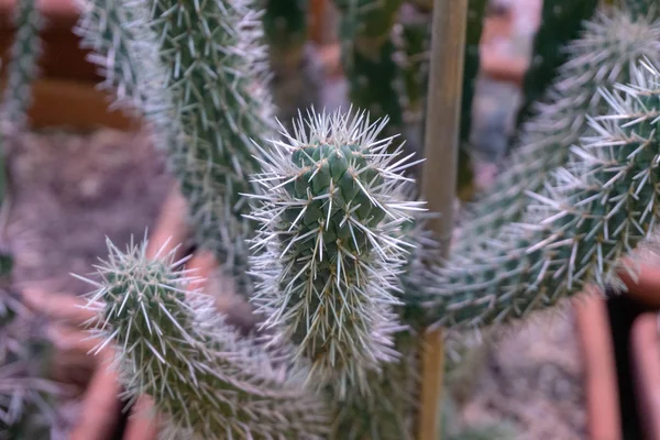 Cactus Exóticos Interesantes Cerca —  Fotos de Stock