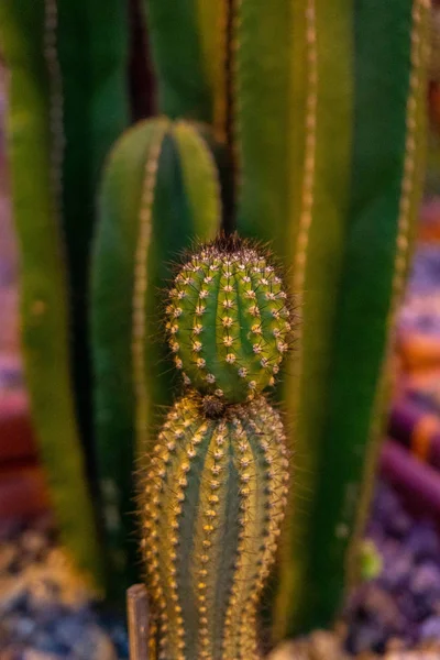 Exotiska Intressanta Kaktus Närbild — Stockfoto