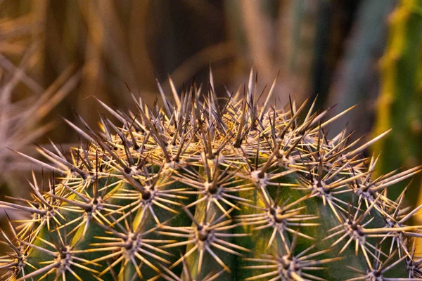 Exotischer Interessanter Kaktus Aus Nächster Nähe — Stockfoto