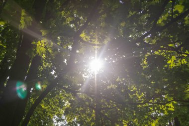 güneş ışınları yaprakları ile kırma