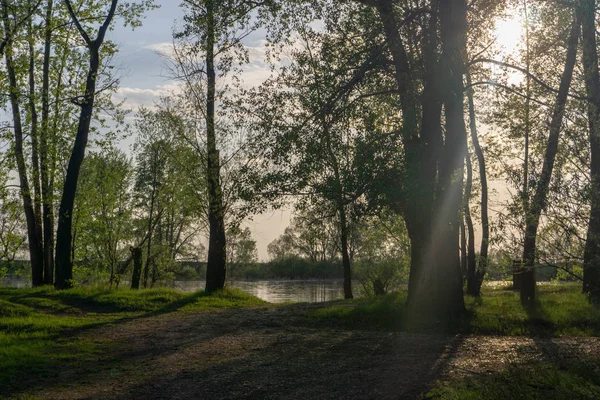 spring sun breaks squile trees growing near the river