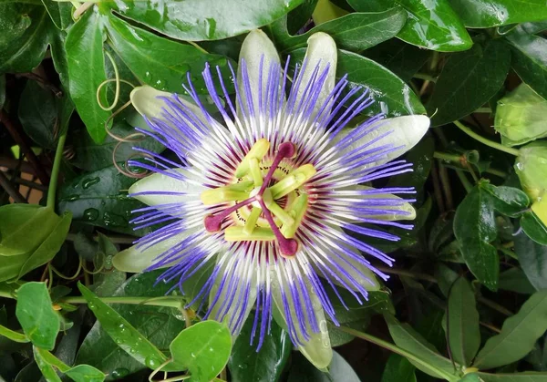 Yeşil yaprakları ile Closeup passiflora çiçek. Arka plan. Kopya alanı. Passiflora foetid.