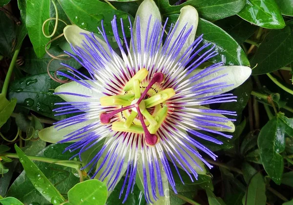 Close Passiflora Bloem Met Groene Bladeren Achtergrond Kopieer Ruimte Passiflora — Stockfoto