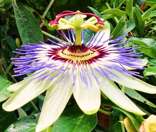 Close Passiflora Bloem Met Groene Bladeren Achtergrond Kopieer Ruimte Passiflora — Stockfoto