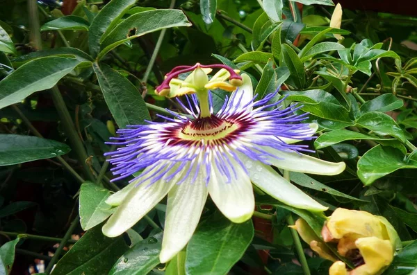 Yeşil yaprakları ile Closeup passiflora çiçek. Arka plan. Kopya alanı. Passiflora foetid.