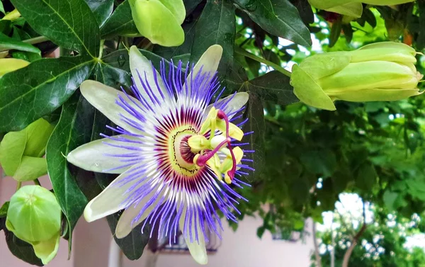Yeşil yaprakları ile Closeup passiflora çiçek. Arka plan. Kopya alanı. Passiflora foetid.