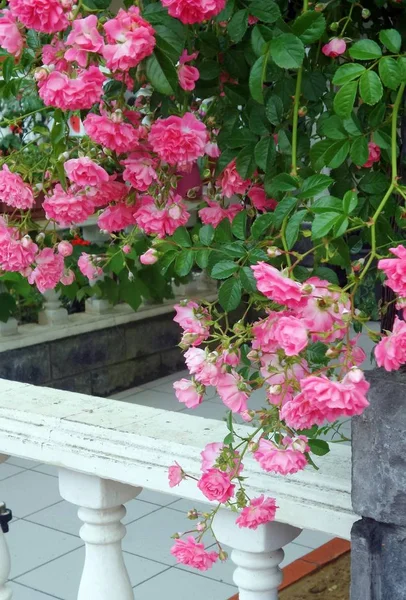 Rosa Rose Giardino Una Cornice Foglie Verdi Sui Cespugli — Foto Stock