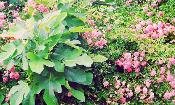 Flowers roses and rose buds in the garden. Pink garden roses, pink tea roses on a green background. Floral background, copyspace.