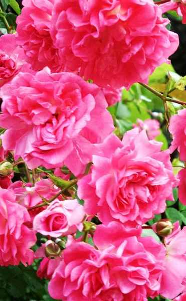 Rosa Rose Giardino Una Cornice Foglie Verdi Sui Cespugli — Foto Stock
