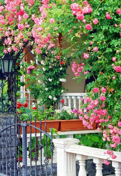 粉红色花园玫瑰在灌木丛的绿叶框架 图库图片