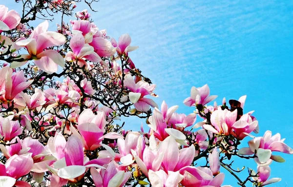 Flores Magnólia Rosa Fundo Azul Céu Dia Ensolarado Bush Florescendo — Fotografia de Stock