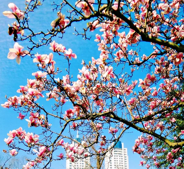 Pink magnolia flowers on a blue sky background on a sunny day. Bush blooming pink flowers in spring.