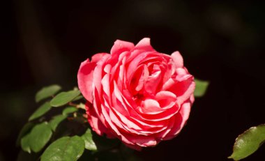 Yeşil yaprakları ile bir çalı üzerinde kırmızı yaprakları ile güzel gül. Siyah bir arka plan üzerinde kırmızı gül. Gün ışığında çiçek. Bahar çiçekleri. Yaz çiçeği. Klasik İngiliz gülü. Seçici odak görüntüsü.