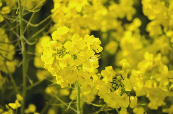 顕花植物 青い背景に対する春の菜の菜植物 咲くキャノーラ 黄色い菜の花畑 コピースペース 選択的なフォーカス画像 トルコ イスタンブール シリヴリ — ストック写真