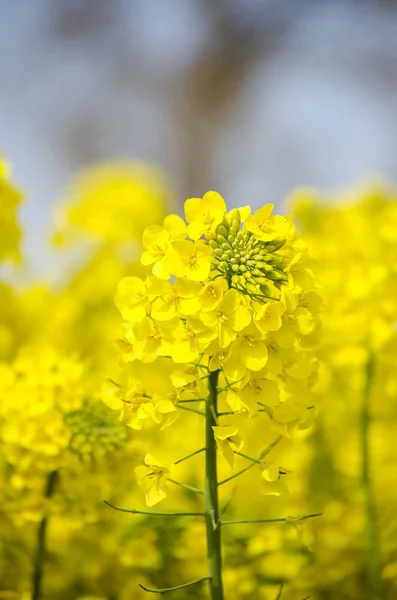 顕花植物 青い背景に対する春の菜の菜植物 咲くキャノーラ 黄色い菜の花畑 コピースペース 選択的なフォーカス画像 トルコ イスタンブール シリヴリ — ストック写真