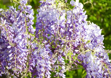 Çiçek açan bir demet leylak wisteria yakın. Beyaz duvara ve mavi gökyüzüne karşı mor çiçekler. Baklagil ailesinden kokulu çiçeklerpssel ile süs bitkisi tırmanma. Seçici odak görüntüsü.