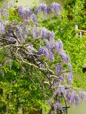 Çiçek açan bir demet leylak wisteria yakın. Beyaz duvara ve mavi gökyüzüne karşı mor çiçekler. Baklagil ailesinden kokulu çiçeklerpssel ile süs bitkisi tırmanma. Seçici odak görüntüsü.