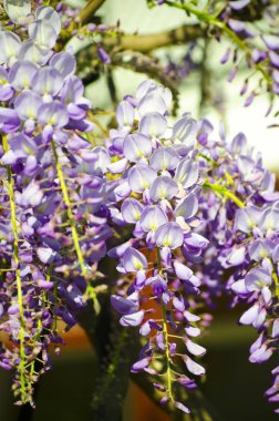 Çiçek açan bir demet leylak wisteria yakın. Beyaz duvara ve mavi gökyüzüne karşı mor çiçekler. Baklagil ailesinden kokulu çiçeklerpssel ile süs bitkisi tırmanma. Seçici odak görüntüsü.