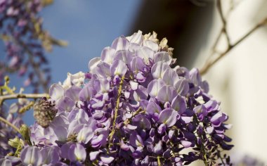 Çiçek açan bir demet leylak wisteria yakın. Beyaz duvara ve mavi gökyüzüne karşı mor çiçekler. Baklagil ailesinden kokulu çiçeklerpssel ile süs bitkisi tırmanma. Seçici odak görüntüsü.