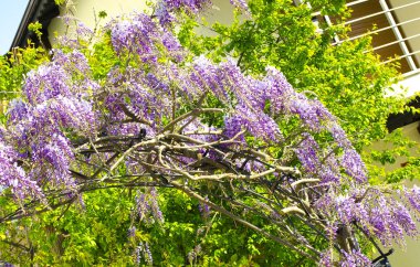 Çiçek açan bir demet leylak wisteria yakın. Beyaz duvara ve mavi gökyüzüne karşı mor çiçekler. Baklagil ailesinden kokulu çiçeklerpssel ile süs bitkisi tırmanma. Seçici odak görüntüsü.