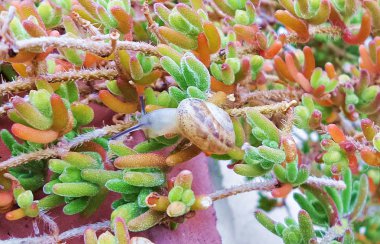 Genç şeffaf salyangoz parlak sularda. Bahçede güneşli bir yaz günü. renkli arkaplan.