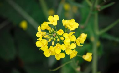Çiçekli bitkiler. İlkbaharda mavi bir arka plana karşı tecavüz bitkisi. Çiçek açan kanola. Sarı tecavüz çiçeklerinden oluşan bir tarla. Arka plan, kopyalama alanı. Seçici odak görüntüsü. Türkiye, İstanbul, Silivri.