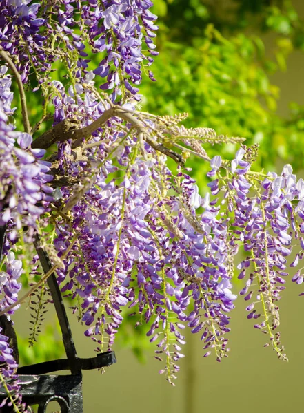 Blooming bunch of lilac wisteria close up. Purple flowers against a white wall and blue sky. Climbing ornamental plant from the legume family with tassels of fragrant flowers. Selective focus image.