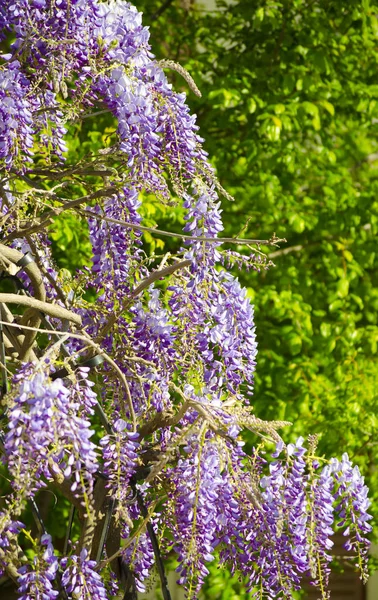 ライラック藤の咲く束がクローズアップ 白い壁と青い空に紫の花 香りの良い花のタッセルを持つレグメ家から観賞植物を登る 選択フォーカス画像 — ストック写真