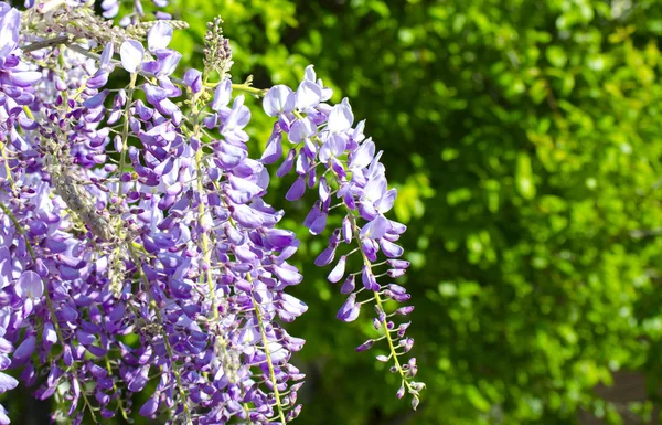 Çiçek açan bir demet leylak wisteria yakın. Beyaz duvara ve mavi gökyüzüne karşı mor çiçekler. Baklagil ailesinden kokulu çiçeklerpssel ile süs bitkisi tırmanma. Seçici odak görüntüsü.