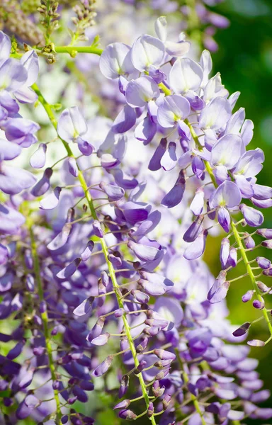 ライラック藤の咲く束がクローズアップ 白い壁と青い空に紫の花 香りの良い花のタッセルを持つレグメ家から観賞植物を登る 選択フォーカス画像 — ストック写真