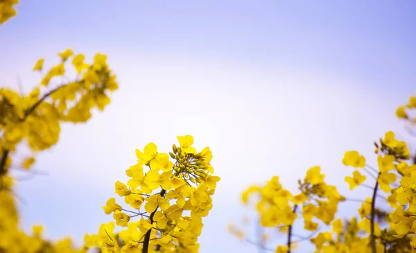 顕花植物 青い背景に対する春の菜の菜植物 咲くキャノーラ 黄色い菜の花畑 コピースペース 選択的なフォーカス画像 トルコ イスタンブール シリヴリ — ストック写真