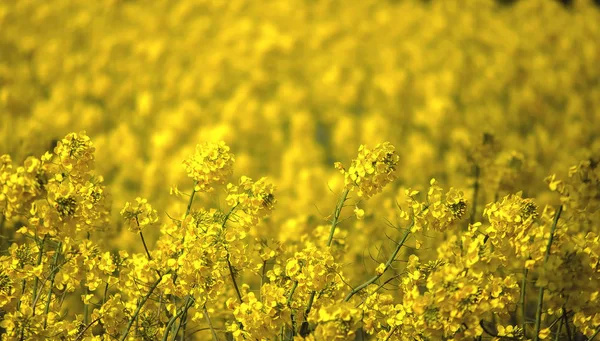 顕花植物 青い背景に対する春の菜の菜植物 咲くキャノーラ 黄色い菜の花畑 コピースペース 選択的なフォーカス画像 トルコ イスタンブール シリヴリ — ストック写真