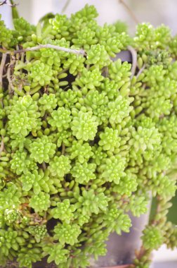 Gri seramik tencerede parlak yeşil sulu. Bitkisel arka plan, yakın çekim, botanik, yer tasarrufu. Seçici odak görüntüsü.