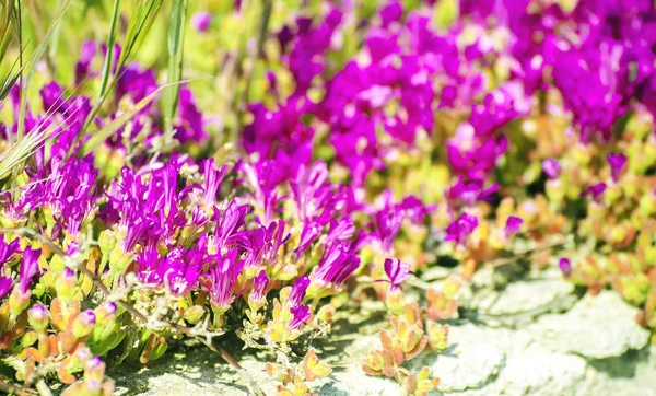 小さな紫色の花カーリー多肉植物を咲かせます 灰色の荒い壁に対して明るいピンクの花を持つ装飾的な庭の植物 選択フォーカス画像 — ストック写真