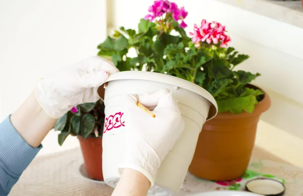 一个戴着白手套的年轻女子的手画了一个陶瓷花园盆 在花园里工作 在盛开的天葵 绿叶和多汁植物的背景下种植盆栽 图库照片