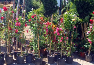 Türkiye'de çiçek pazarı. Bahçede çalışmaya hazırlanıyorum. Çiçekli bitkiler ve tencereağaçlar.