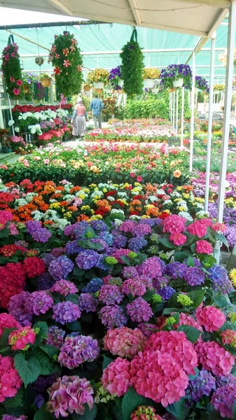 Flower market in Turkey. Preparing to work in the garden. Flowering plants and trees in pots.