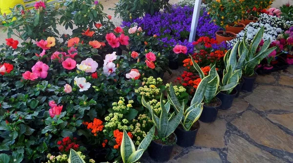 Mercado Flores Turquía Preparándose Para Trabajar Jardín Plantas Árboles Con — Foto de Stock