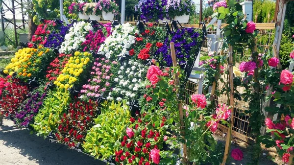 Flower market in Turkey. Preparing to work in the garden. Flowering plants and trees in pots.