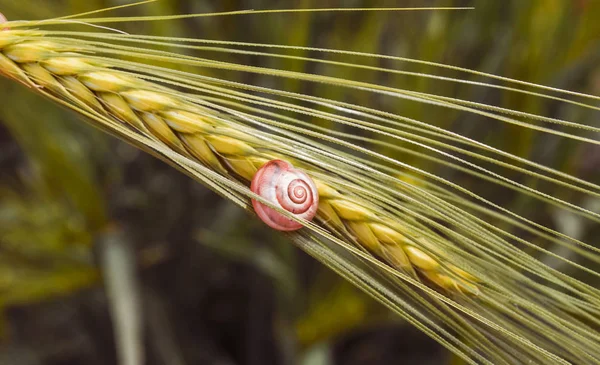 Roztomilá Šnek Bílým Chitinovou Skořápkou Zeleném Kůlu Zblízka Zelené Pozadí — Stock fotografie